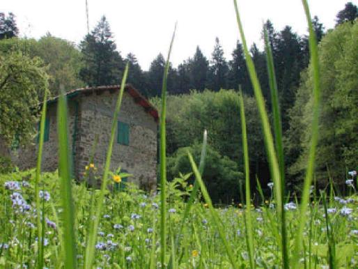 Percorso Metato nella Foresta di Vallombrosa